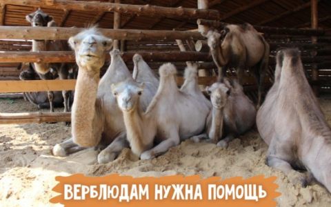 Доброта и желание помочь студентов, сотрудников и руководства РГУТИС не уходят на самоизоляцию